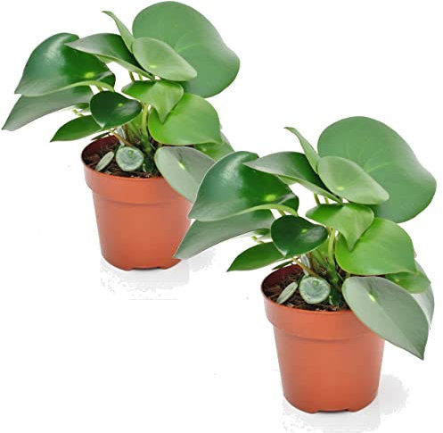 Plant in a Box - Peperomia 'Goutte de pluie' - Set de 2 - Pot 12cm - Hauteur 20-30cm - Peperomia Polybotrya - Plantes d'intérieur