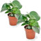 Plant in a Box - Peperomia Polybotrya 'Regentropfen' - 2er Set - Zimmerpflanzen - Topf 12cm - Höhe 20-30cm