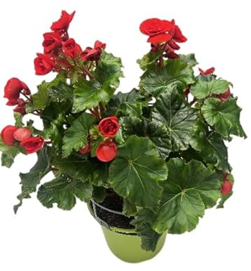 Planta de Begonia Elatior Viva – Floración Tropical para Ambientes Cálidos y Luminosos