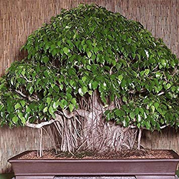 Potseed 150pcsSeeds Birkenfeige - Ficus benjamina HomePlant Green Tree