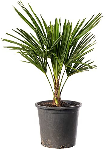 GardenersDream Trachycarpus Fortunei Chusan Fan Palm Plant - Outdoor Garden Ready Hardy Plant - Exotic Garden Palm Tree (7.5 Litre Pot, 60-90cm)