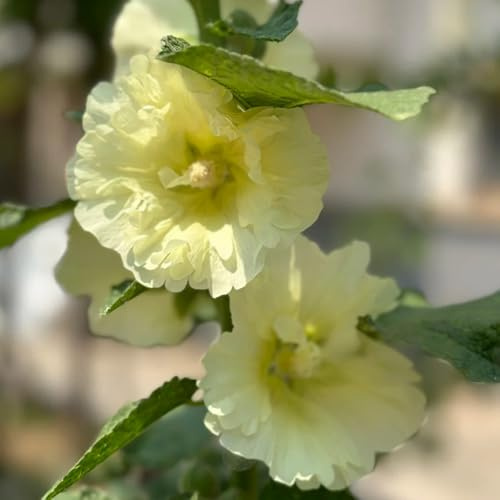 semi di malvarosa - giardino interno esterno balcone resistenti 200pcs