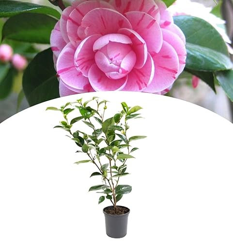 NatureNest, Japanische Rose XL, Kamelie, 55-65 cm, Gartenpflanze, Blütenpracht