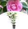 NatureNest, Japanische Rose XL, Kamelie, 55-65 cm, Gartenpflanze, Blütenpracht