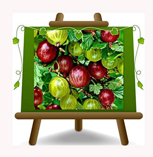 Groseille à maquereau jaune - Plante de fruits vieux sur pot 20-2 ans