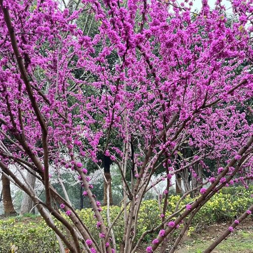 200 pcs Cercis chinensis Samen, nachhaltige geschenke, bonsai baum echt Chinesischer Judasbaum, exotische pflanzen winterhart, pflanzen züchten zimmerbonsai bonsai, gartendeko für