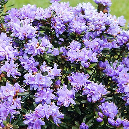 Rhododendron Purple Pillow Outdoor Plants - Evergreen Garden Ready Dwarf Shrubs - Potted Purple Spring Flowering Rhododendron Plant in Pot (1 Litre Pot, 20-30cm)