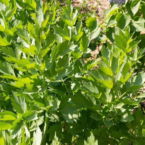semi di levistico di officinali, di balcone di levistico biologici, orto di indoor cucina dell'orto, 100pcs