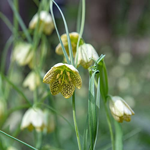 Tubérculos de corona imperial - fritillaria Cubresuelos resistentes fritillario en de silvestres, Decoraciones jardín exteriores 6bulbos