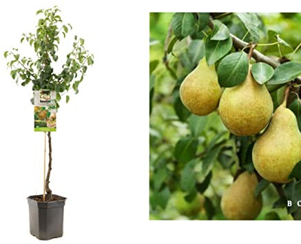 Beurre Hardy Pear Tree - Potted Tree 4-5ft Tall in 18cm Pot - Self-Fertile pear varietiy - Winter Hardy Fruiting Tree