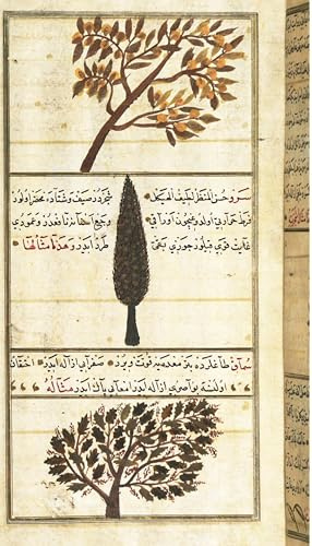 History Galore 20x30 Poster, Quince cypress and sumac trees in Zakariya alQazwini s 13th century Wonders of Creation - Gallery Print