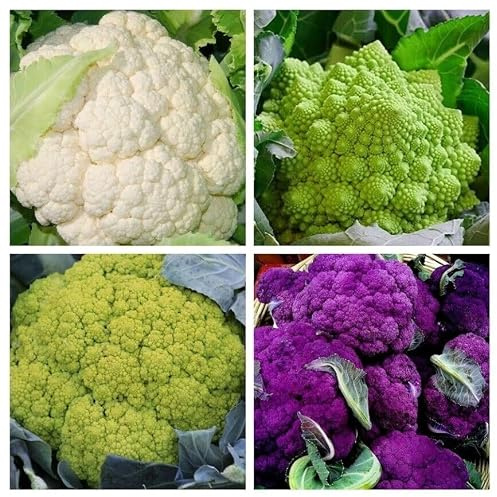 Assortiment de graines de chou-fleur en sachet, plus de 220 graines de chou-fleur romanesco violet V 108