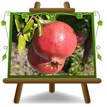 Grenade 116/17 - Plante fruitière sur pot 20 - arbre max 170 cm - 2 ans