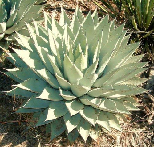 AGAVE parryi, rara pianta succulenta mescal secolo semi giardino esotico 50 SEMI