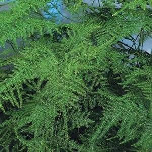 Espárragos Plumosus Nana en Semillas de Maceta - 20 Semi