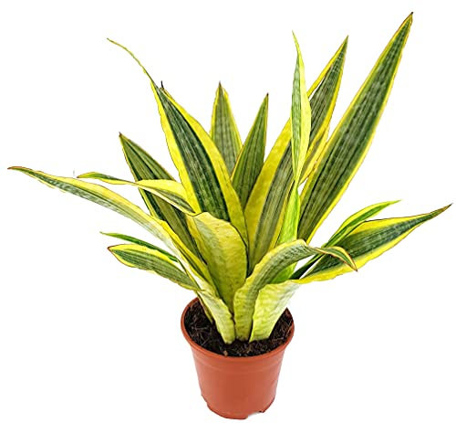 Fangblatt - Sansevieria Lauren - exotischer Bogenhanf ca. 40 cm hoch, im Ø 14 cm Topf - pflegeleichte Büropflanze