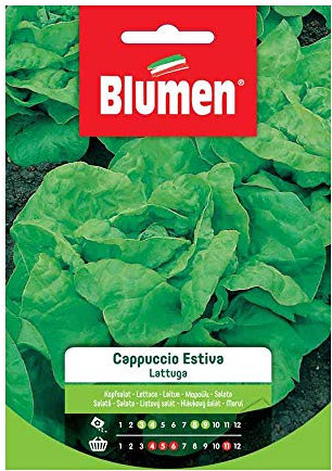 BLUMEN SEMENTI, LATTUGA CAPPUCCIO ESTIVA