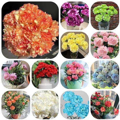 semi di garofano da balcone, luoghi soleggiati di garofano selvatico resistenti, recisi da balcone farfalle esotiche esterno resistenti 800pcs