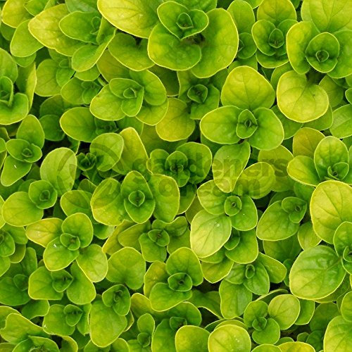 Marjoram Golden - 1 Plant - Garden Kitchen Herb for Cooking Planters Pot