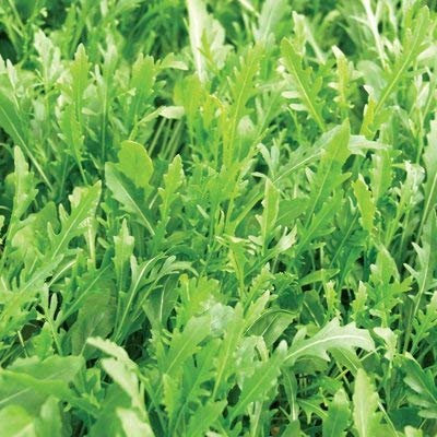 3 Dischi Semi di Rucola Disco di Seme