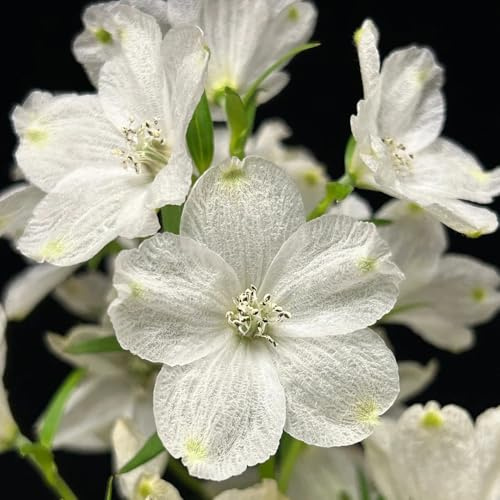 Semillas resistentes de la delphinium para balcones, decoracion de jardin para exteriores de delphinium decorativas, resistentes al aire libre 125pcs