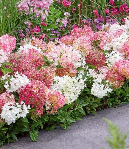 BALDUR-Garten 5x Niedrige Hortensie 'Groundbreaker®', Pflanzen im 14 cm-Topf, kompakter niedriger Wuchs, reich blühend, gleichmäßiger Heckenaufbau, mehrjährig, winterhart & pflegeleicht