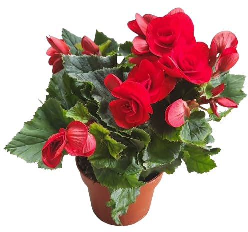 Begonia Elatior Natural Planta de Interior con Flores Primaverales