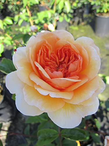 Rosa Port Sunlight® - Englische Rose Port Sunlight®