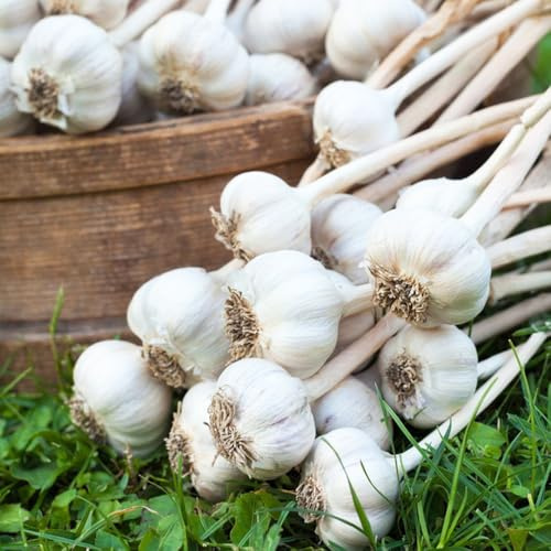 semillas de ajo organicas - camas elevadas jardín invierno balcón resistentes interior 200pcs