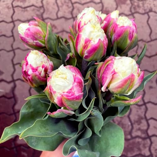 Bulbos de tulipán, resistentes exótico lugares soleados Decoraciones de jardín exteriores balcón decoración sala estar invernaderos balcón 10pcs