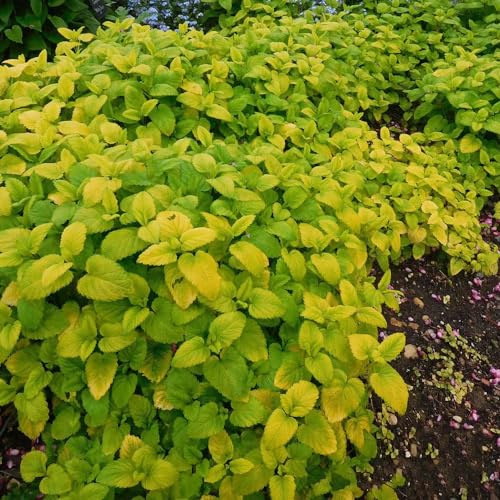 zitronenmelissesamen seltene gartenpflanze exotische 150pcs
