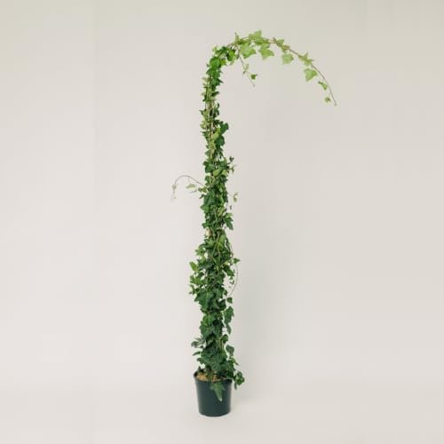 PLANTI' PIANTA VERA EDERA | Hedera | Piante ornamentali sempreverdi, rampicanti adatte a muro, griglie e struttura a rete in legno1 (Hibernica)