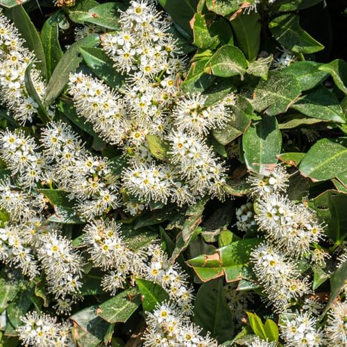 semillas de laurel cereza - interior, Variedades antiguas, perennes resistentes. Cama de balcón, 250pcs