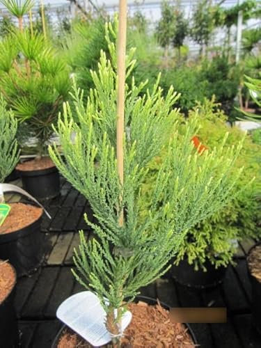 Sequoiadendron giganteum Pierie - Riesen-Mammutbaum 30-40