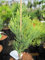 Sequoiadendron giganteum Pierie - Riesen-Mammutbaum 30-40