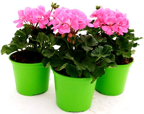 POWERS TO FLOWERS - GERANIO ZONALE HERCULES, PELARGONIUM, 3 PIANTE VASO 14 ROSA, piante vere