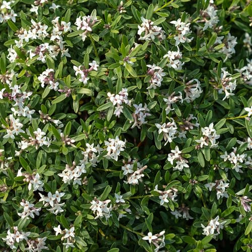 Daphne Transatlantica 17cm - Arbusto de hoja perenne muy fragante, ideal para jardines perfumados. Floración invernal para un toque de color y aroma único. Planta perfecta para embellecer