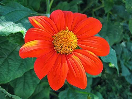 Mexikanische Sonnenblume Orange- (Tithonia speciosa Goldfinger) - 100 Samen
