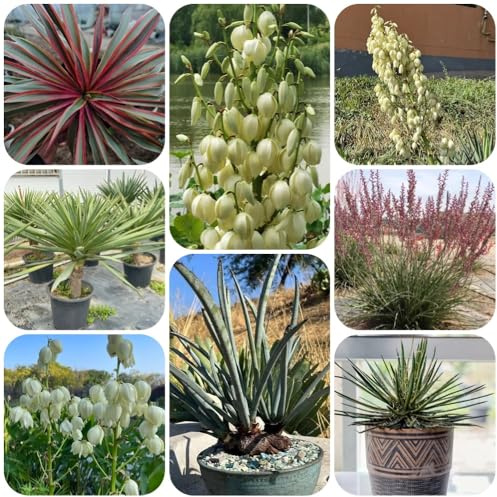 Semillas de Yucca filamentosa, regalos para jardineros decoración variedades antiguas semillas orgánicas 55pcs