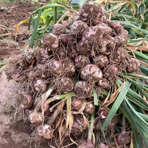 semillas de ajo orgánicas, balcón, resistentes al invierno, para jardines rocas exóticas, 200pcs