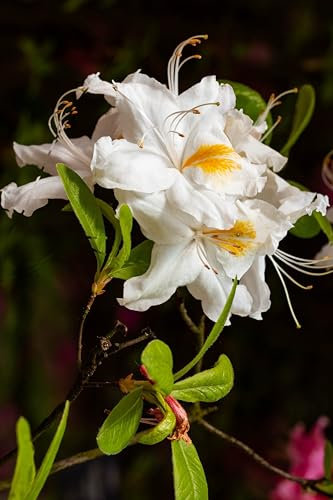 Pianta di Azalea Mollis pianta da esterno pianta da giardino pianta da fiore pianta ornamentale di Azalea Mollis pianta vera venduta da eGarden.store (Bianco v.19 cm)