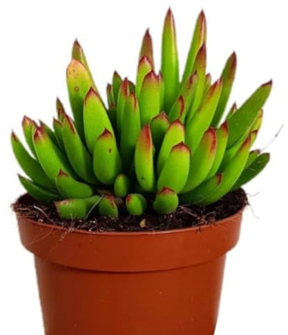 Planta Crasa Cotyledon Orbiculata, en maceta de 13 cm. Suculenta de hojas carnosas con bordes rojizos. Segura Garden.