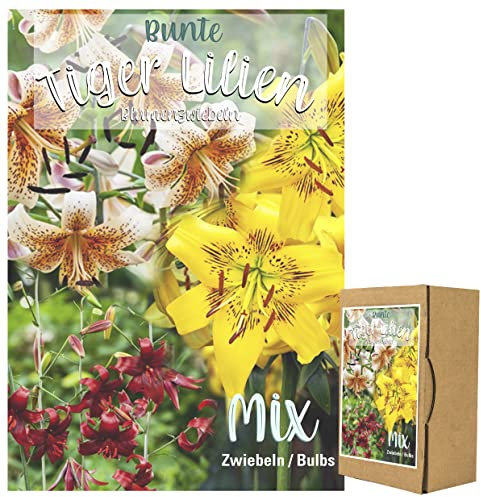 Echte Lilienzwiebeln in verschiedenen Farben - Blumenzwiebeln mehrjährig, gartenpflanzen winterhart Knollen Lilium Lilien - winterharte Pflanzen für Garten (20 Lilien Tiger Mix)