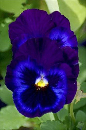 Generic Fresh 10 Pcs Stiefmütterchen Blumensamen zum Pflanzen von Blau 1