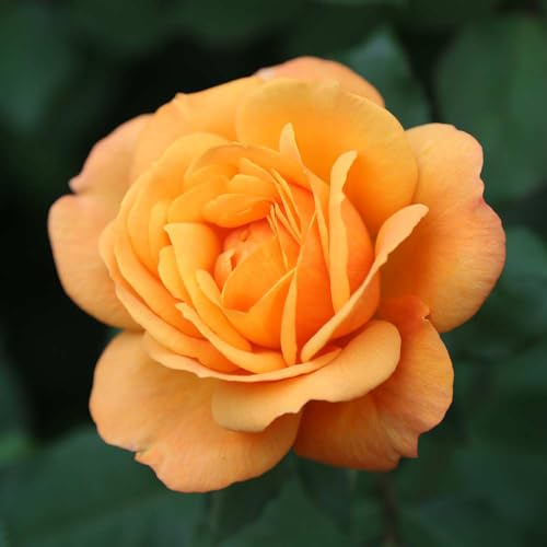 Heirloom Roses Hybrid Tea Rose Bush - Good As Gold Orange Rose Plant Live for Outdoor Planting