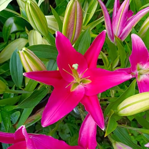 Bulbi di gigli, rare bulbi di gigli autunnali resistenti Le da giardino sono 5pcs