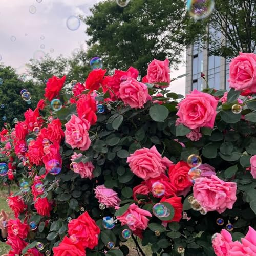 rosal - Rosa chinensis - Parterres elevados el jardín trepadoras en decoración de sala de estar variedades orgánicas tradicionales con, 180semillas