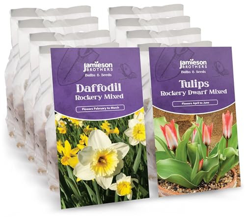 Rockery Mixed Dwarf Daffodil and Tulip Bulbs (150 Bulb Pack) – Ideal Bedding Plants for Spring Blooms – Tulip & Daffodil Bulbs for Planting Now in Gardens, Borders & Flowerbeds – by Jamieson Brothers®