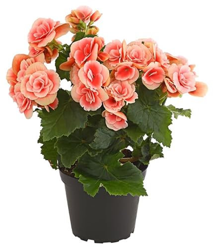 Begonia Planta Natural Flor Begonia Elatior Colores Varios Planta Viva