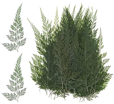 M METERXITY 48-Pack Pressed Dried Flowers Leaves, Real Natural Ferns Dried Leaves Plant